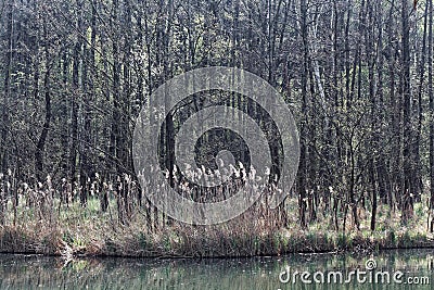 Small lake in spring Stock Photo