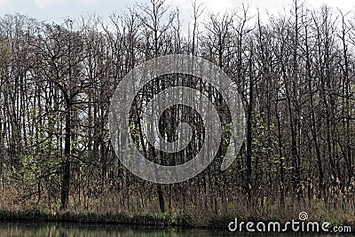 Small lake in spring Stock Photo