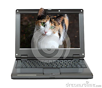 Small laptop with cat Stock Photo