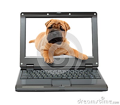 Small laptop with puppy dog Stock Photo