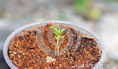 Small Large coriander germinate from Large coriander after cooking. Stock Photo