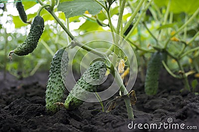 Small and large cucumbers growing in the garden on a special grid, flowering vegetables Stock Photo