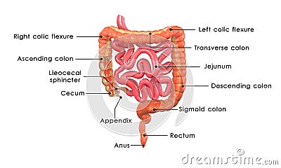 Small and large intestine Stock Photo