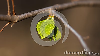 Small leaf bud Stock Photo