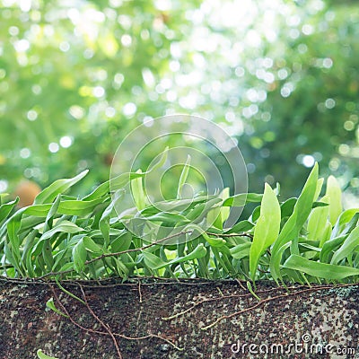 Small leather-leaf fern growing on the tree Stock Photo