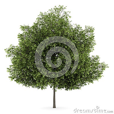 Small-leaved lime tree isolated on white Stock Photo