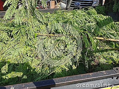 small leaves in the back of a car, as food for cows. Stock Photo