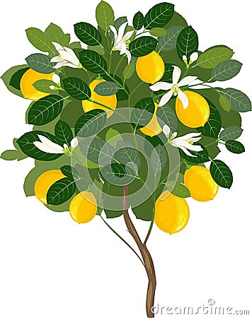 Small lemon tree Stock Photo