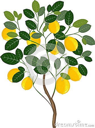 Small lemon tree Stock Photo