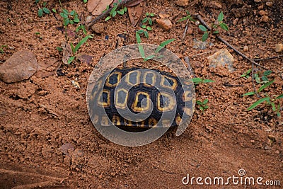 Leopard tortoise in Hwange, Zimbabwe Stock Photo