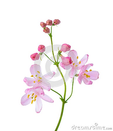 Small light pink flowers of Honeysuckle Tatarian Honeysuckle isolated on white background. Selective focus Stock Photo