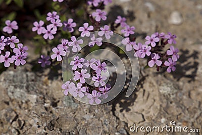 Inconspicuous flowers growing on an old stone Stock Photo