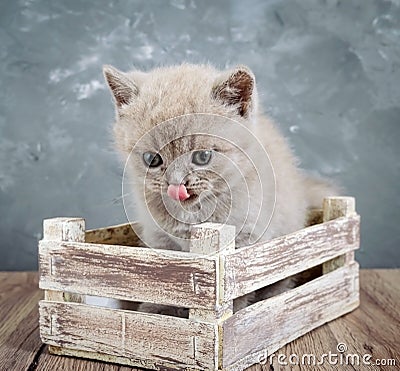 A small lilac Scottish Straight kitten in a wooden box. The cat looks carefully and licks. Stock Photo