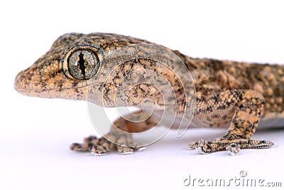 Small lizard Stock Photo