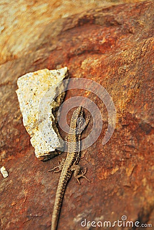 Small lizard Stock Photo