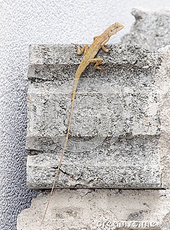 Small lizard Stock Photo