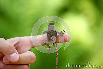 Small lizard Stock Photo