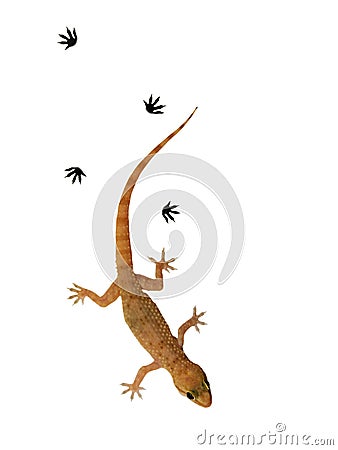 Small lizard Stock Photo