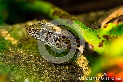 the small lizard hiding around by plants Stock Photo