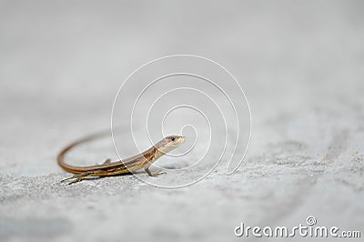 A small lizard hold it's head Stock Photo