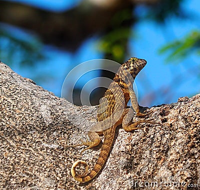 Small Lizard With Horizontal And Vertical Stripes Stock Photo