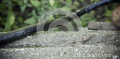 Small lizard Stock Photo