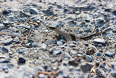 A small lizard is photographed very closely Stock Photo