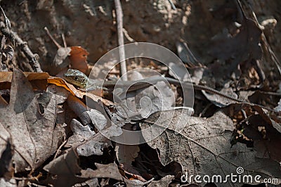 Small lizard resting on an leaf Stock Photo