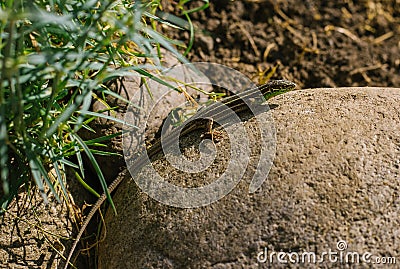 A small lizard sits on a rock. The lizard has a striped color. Stock Photo