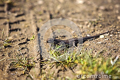 A small lizard on a spring morning. Stock Photo