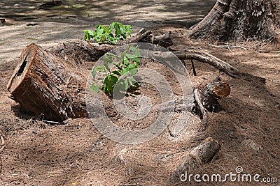 A small local plants growing among the hay Stock Photo