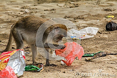 A small macaque gibbon picks through the rubbish and plastic bags on the beach at Bako, National Park, Borneo Stock Photo