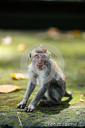 A small macaque monkey sits on the mossy steps of the temple. Monkey forest, Bali, Indonesia Stock Photo