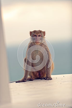 Small macaque monkey, Vietnam Stock Photo