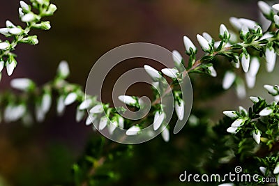 Small macro spray Orosne flowers or berries, buds of Polygala in summer meadow. Stock Photo