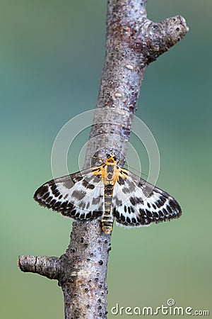 Small magpie - Anania hortulata Stock Photo