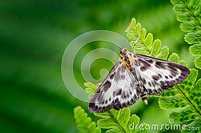 Small Magpie Moth, Anania hortulata Resting amongst a sea of Green Fern Leaves Stock Photo
