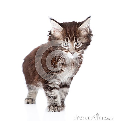 Small maine coon cat standing in front. isolated on white Stock Photo