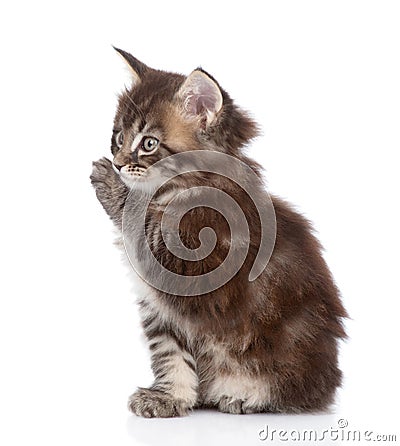 Small maine coon cat washing itself. isolated on white Stock Photo