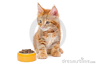 Small Maine Coon kitten and a bowl of dry food Stock Photo