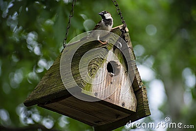 Small Male House Sparrow Perched Upon His Roof Stock Photo