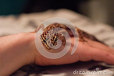 Spotted Leopard Gecko Up Close On Hand Stock Photo