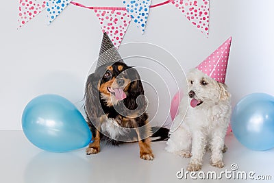 Small maltese cross female dog with a male cavalier cross terrier with party hat on and balloons Stock Photo