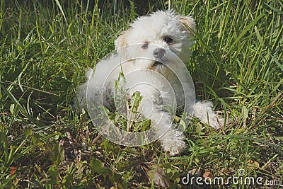 Small Maltese dog lying in the grass in the outdoors Stock Photo