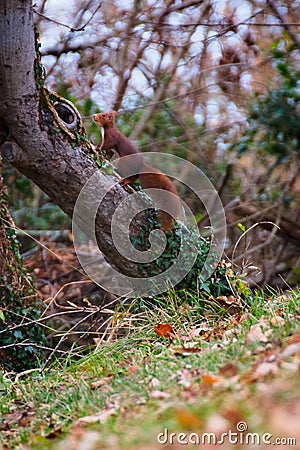 The voracious common squirrel, restless as always Stock Photo