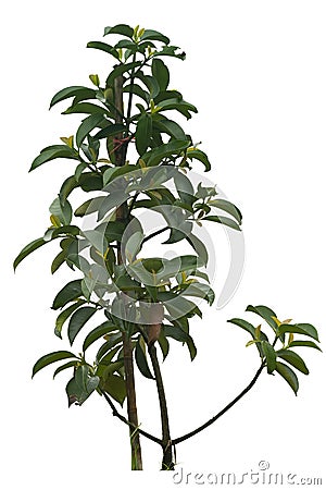 A small mangosteen tree with a prop. Stock Photo