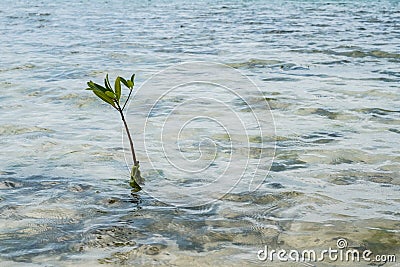 Small mangrove branch growing in shallow ocean water Stock Photo