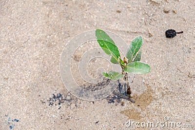 Small mangrove growing on the mud Stock Photo