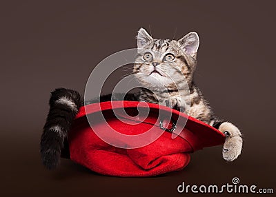 Small marble british kitten Stock Photo