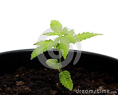 A small marijuana growing in the pot, macro photo Stock Photo